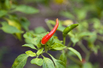 Close up of red hot chili peppers in a garden