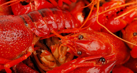 Crawfish background.