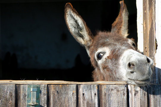 Donkey Images – Browse 217,174 Stock Photos, Vectors, and Video | Adobe  Stock