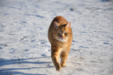 Chaton Persan Wall Mural Wallpaper Murals Wallsheaven Virginie Gomes