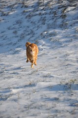 Chat roux qui court dans la neige