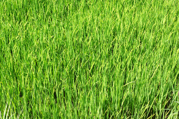 Grown green paddy field, rice in Thailand