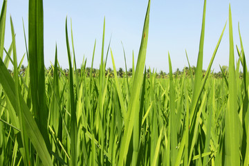 Grown green paddy field, rice in Thailand