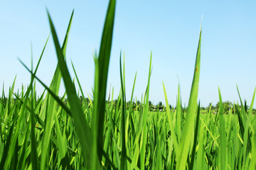 Fototapeta na wymiar Grown green paddy field, ryżu w Tajlandii