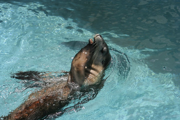 Australian Sea-lion