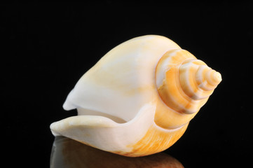 Schnecke - Schneckenhaus