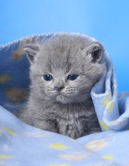 kitten on a blue background.