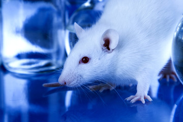 White Rat in laboratory