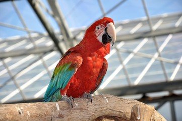 オウム
