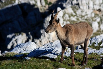 bouquetins slovènes