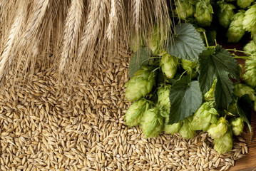 hops with barley