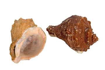 two sea shells