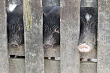Minischweine schauen durch einen Zaun