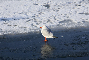 Lachmöwe auf eisbedeckter Ostsee