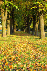Naklejka premium Landscape Autumn Path