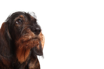 cucciolo di bassotto a pelo ruvido isolato su fondo bianco