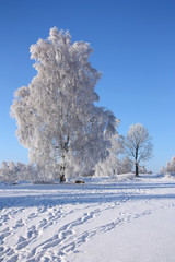 Birch in winter day