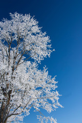 Tree with frost