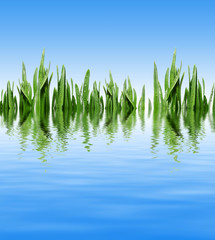 grass and blue water