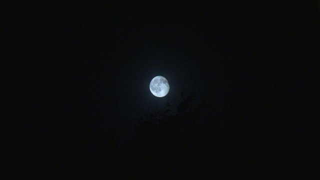 Mond mit Bl&auml;ttern_klein