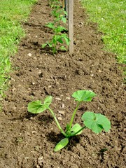 potager