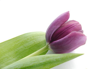 Tulip