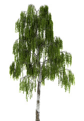Obraz premium birch tree isolated on white background