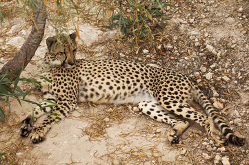 gepard © tomasinski73