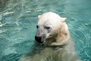 Fototapeta premium Polar Bear