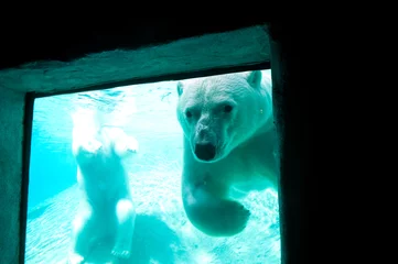 Printed roller blinds Icebear Polar bear through a window