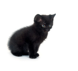 Black kitten on white background