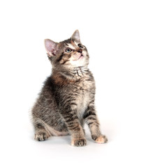 Tabby kitten swinging its paw