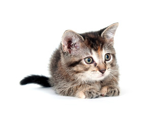 Cute tabby kitten