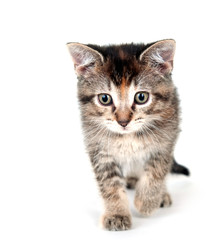 Cute tabby kitten