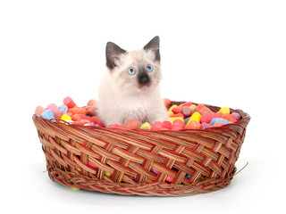 Fototapeta na wymiar Cute kitten in a basket
