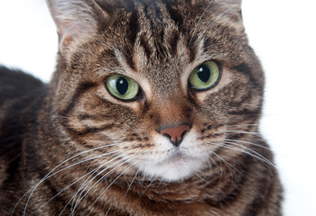 Adult tabby cat