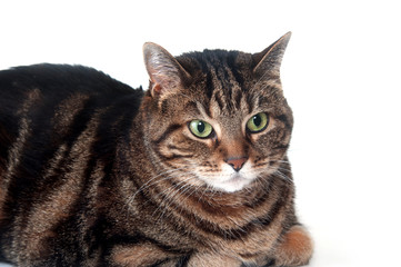 Adult tabby cat