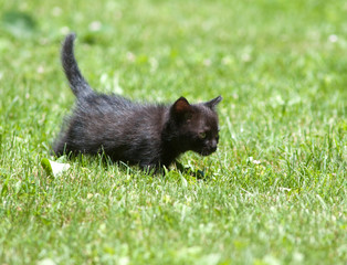 Black kitten in the grass