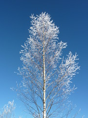 Baum im Raureif