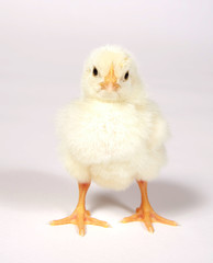 Baby chick