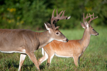 Two white-tailed deer bucks