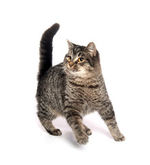 Fototapeta premium Cute tabby cat