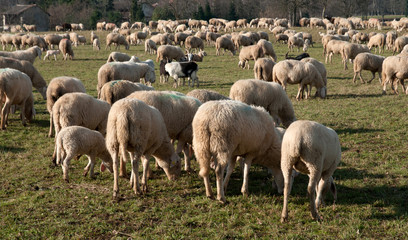 Obraz premium Flock of sheep