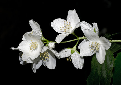 Fototapeta Mock-orange flowers