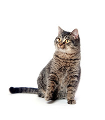 Cute tabby cat on white background