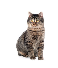 Cute tabby cat on white background