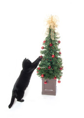 Black cat and Christmas tree