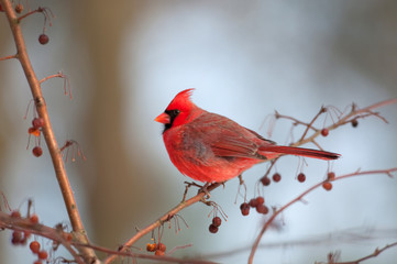 Cardinal perched in a tree
