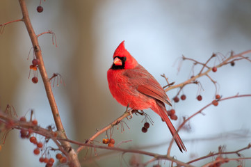 Cardinal perched in a tree