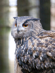 owl with woodland background